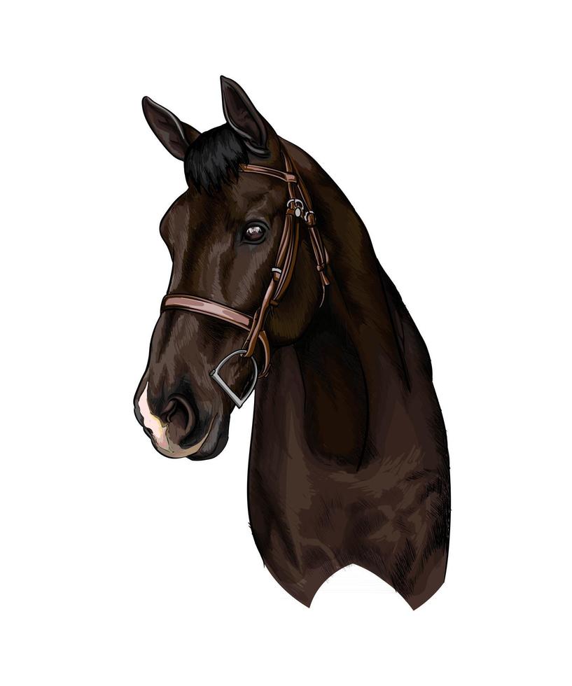 paardenhoofd portret van splash van aquarellen, gekleurde tekening, realistisch. vectorillustratie van verf vector