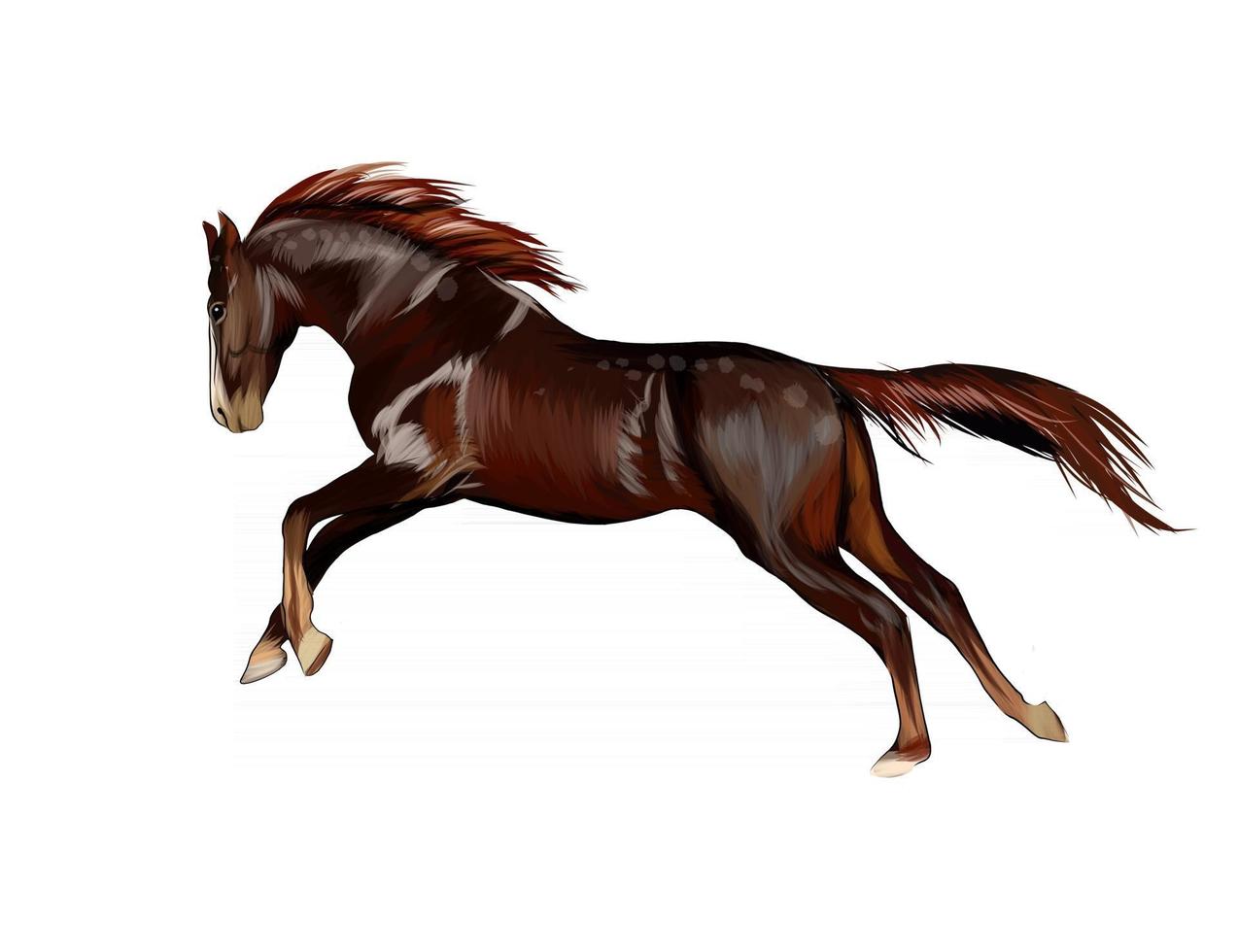 paard dat in galop loopt van een plons aquarellen, gekleurde tekening, realistisch. vectorillustratie van verf vector