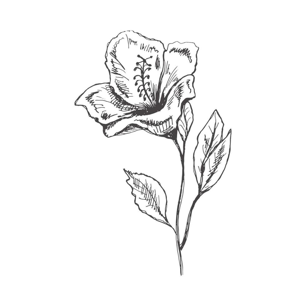 hand- getrokken hibiscus schetsen. monochroom bloem tekening. zwart en wit wijnoogst element. vector schetsen. gedetailleerd retro stijl.