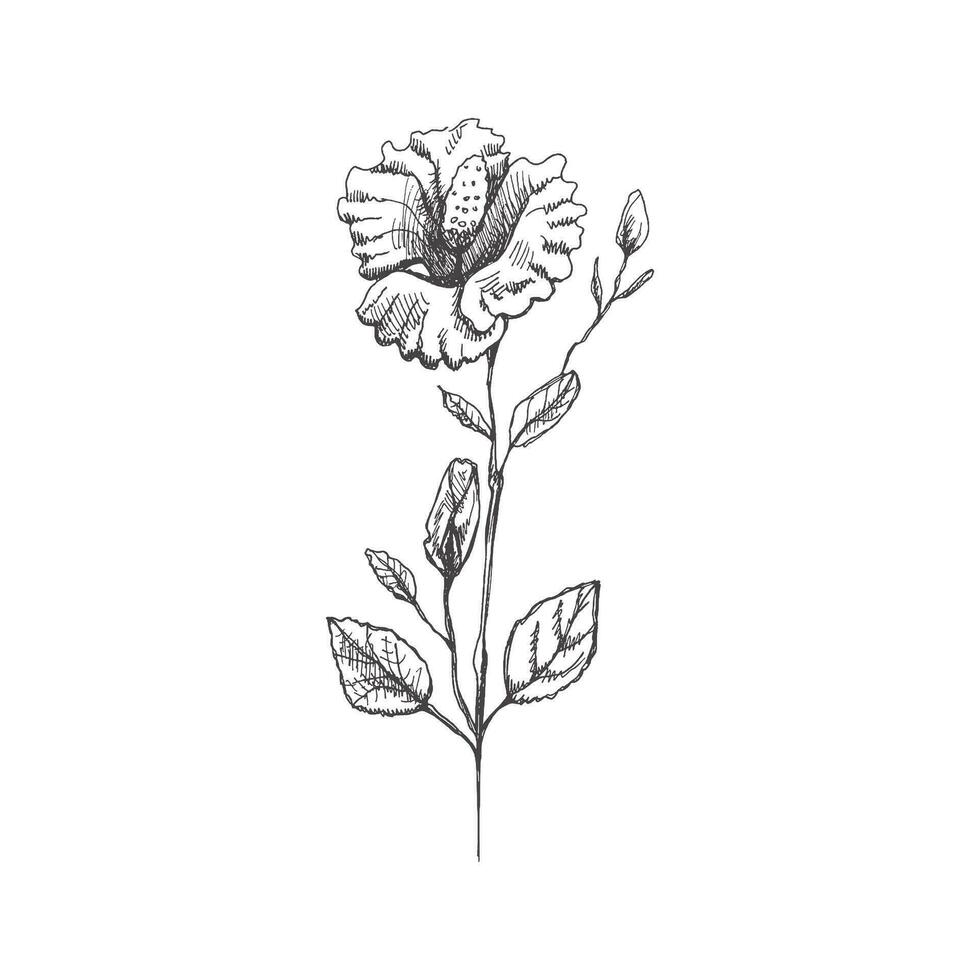 hand- getrokken hibiscus schetsen. monochroom bloem tekening. zwart en wit wijnoogst element. vector schetsen. gedetailleerd retro stijl.