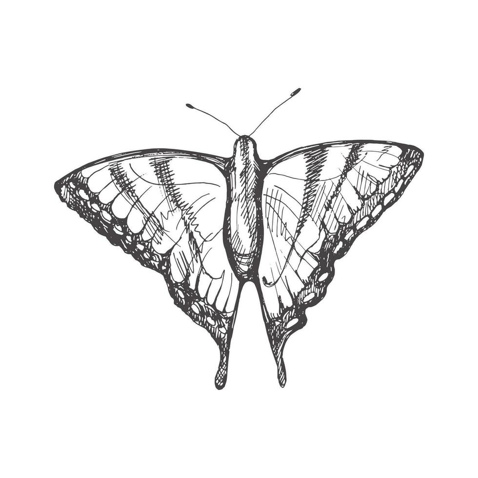 hand- getrokken vlinder schetsen. monochroom insect tekening. zwart en wit wijnoogst element. vector schetsen. gedetailleerd retro stijl.