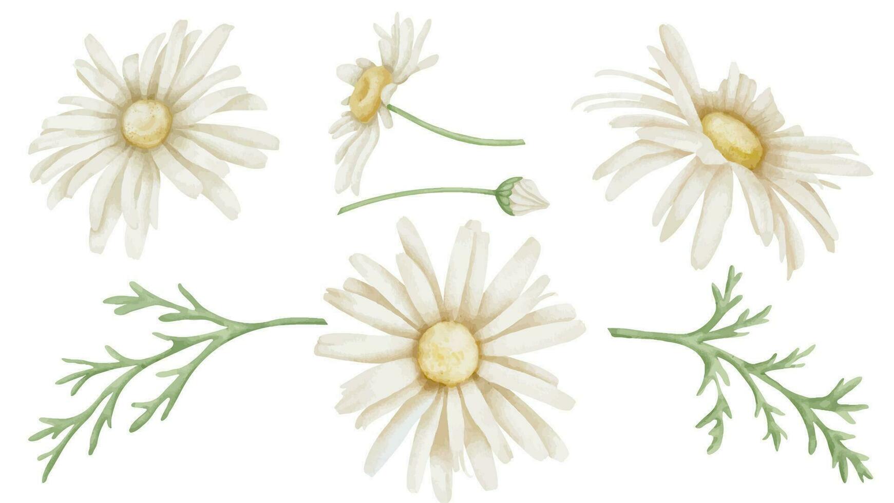 madeliefje bloemen set. hand- getrokken bloemen waterverf illustratie van kamilles met bladeren Aan geïsoleerd achtergrond. botanisch tekening voor groet kaarten of bruiloft uitnodigingen. schetsen voor icoon of logo vector