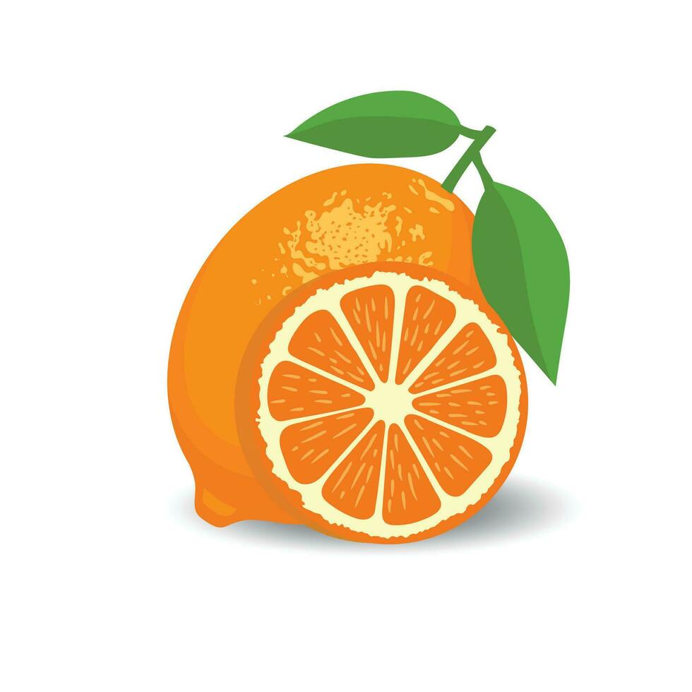 vers citrus geheel en helften vector