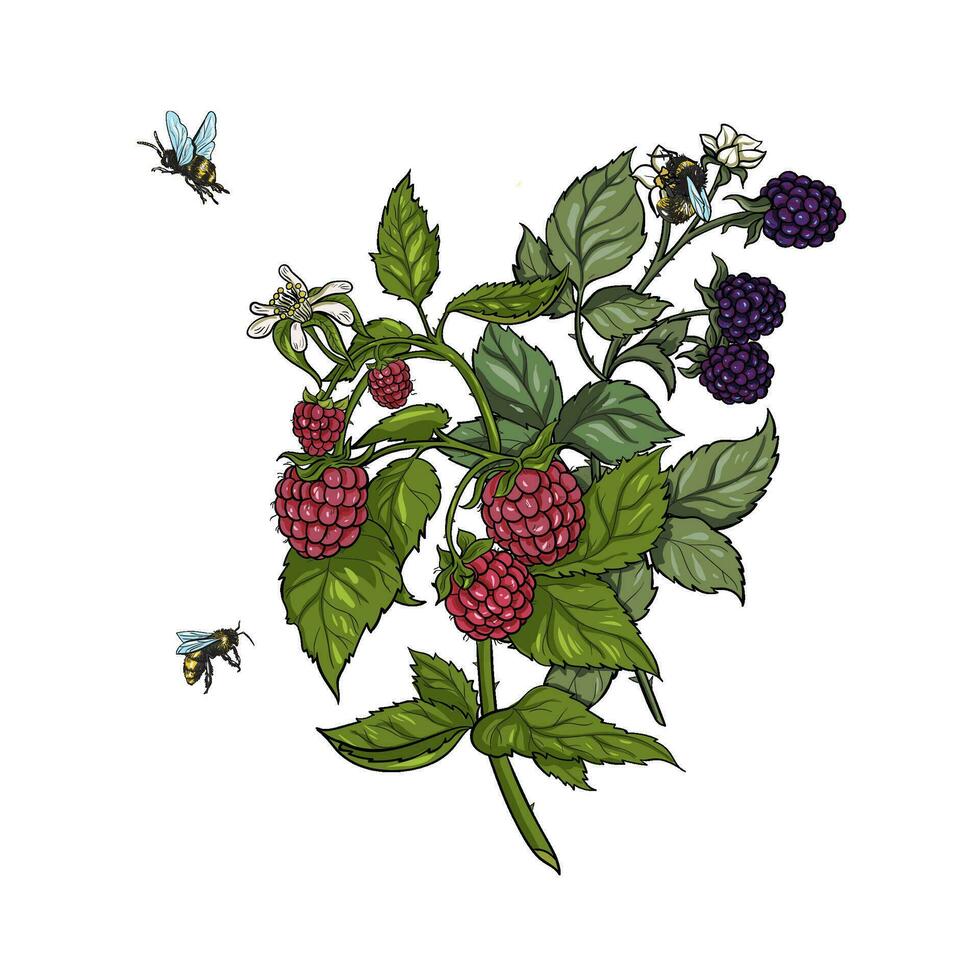botanisch hand- tekening bramen-frambozen vector illustratie met bij