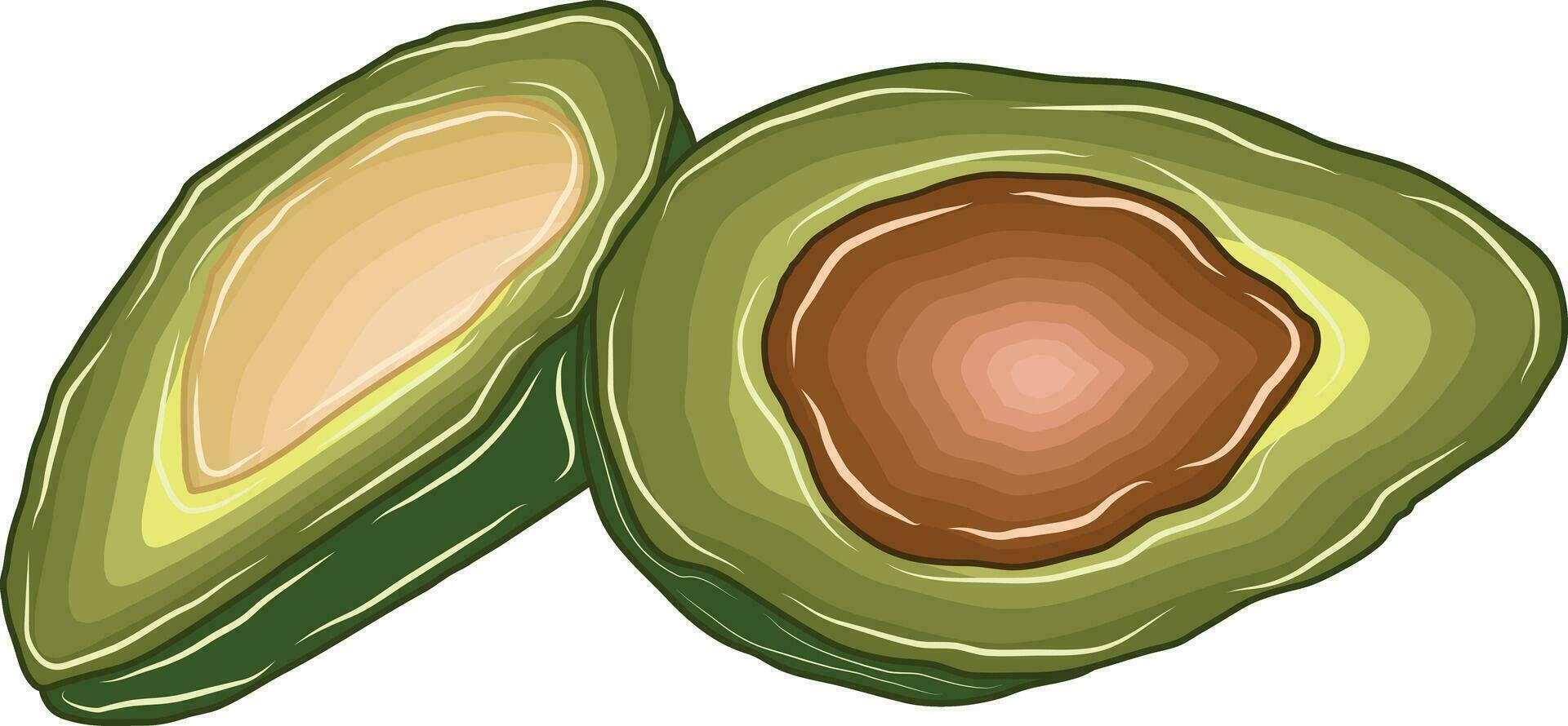 de groen fruit avocado's waren besnoeiing in 2 stukken. vector