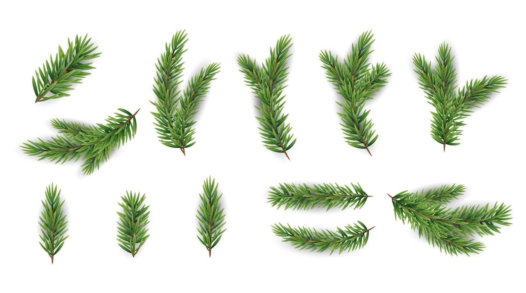 collectie set realistische dennentakken voor kerstboom, dennen. vector illustratie