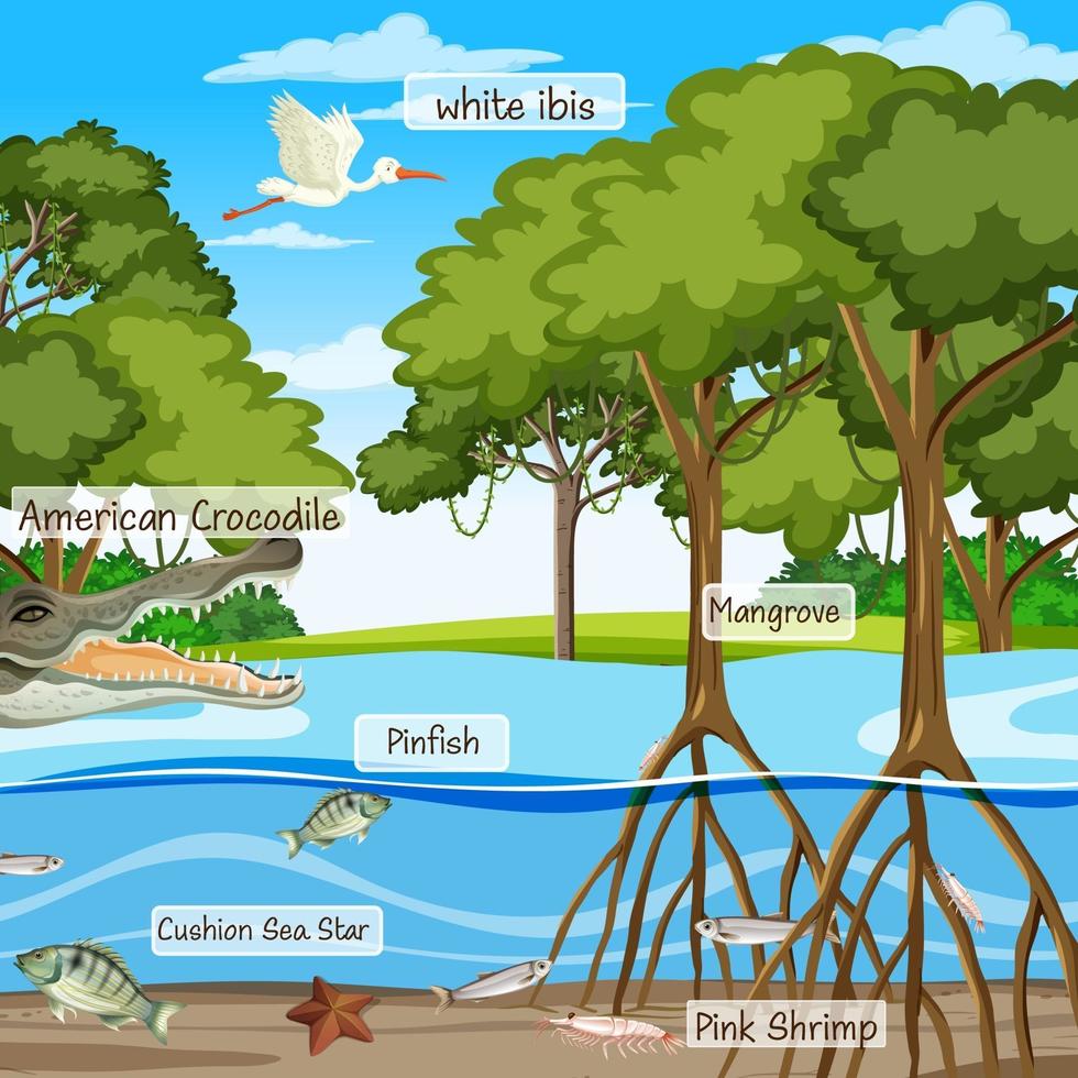 mangrovebosscène en dieren met labelnaam vector