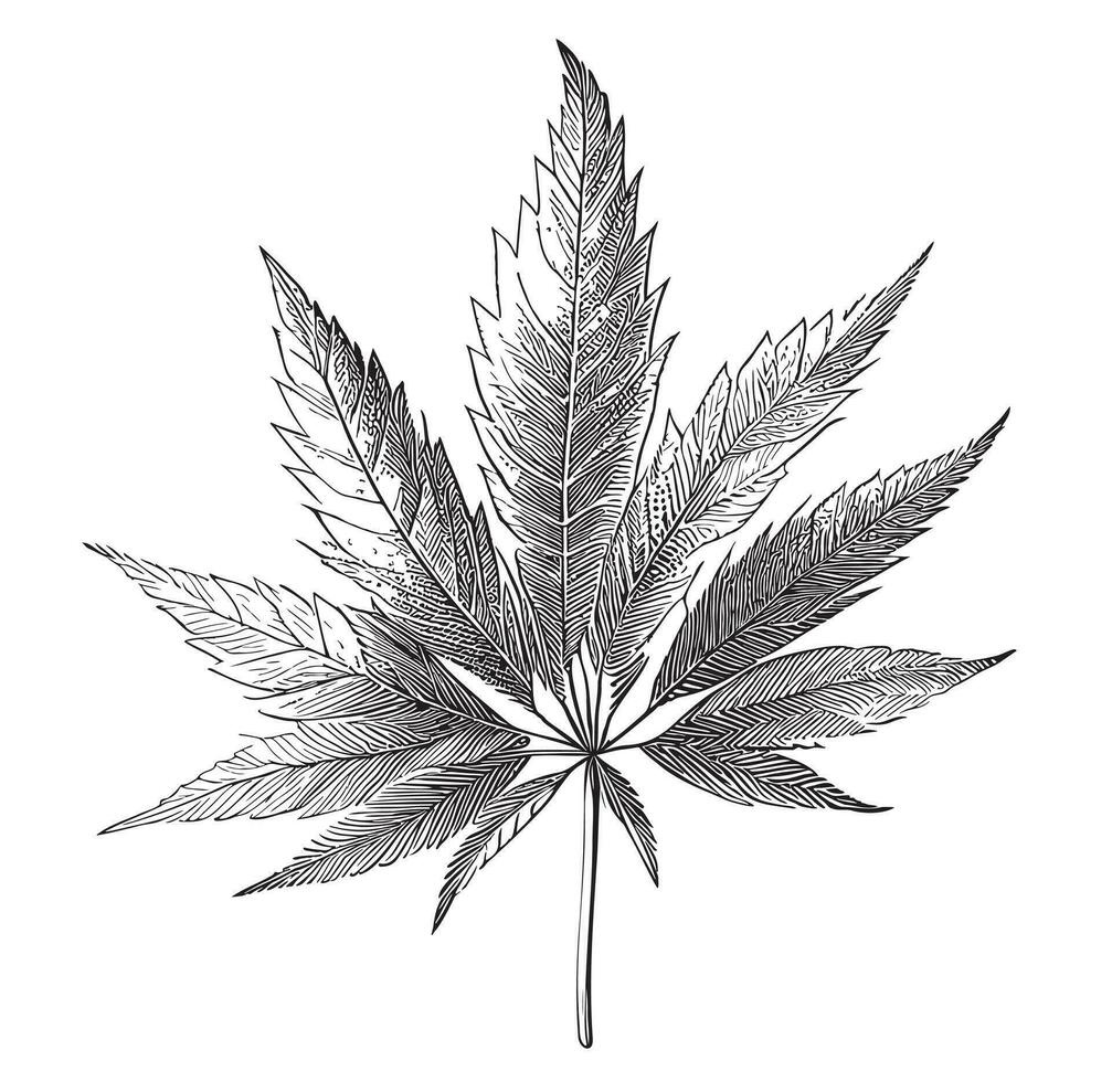 marihuana blad schetsen hand- getrokken in tekening stijl fabriek vector illustratie