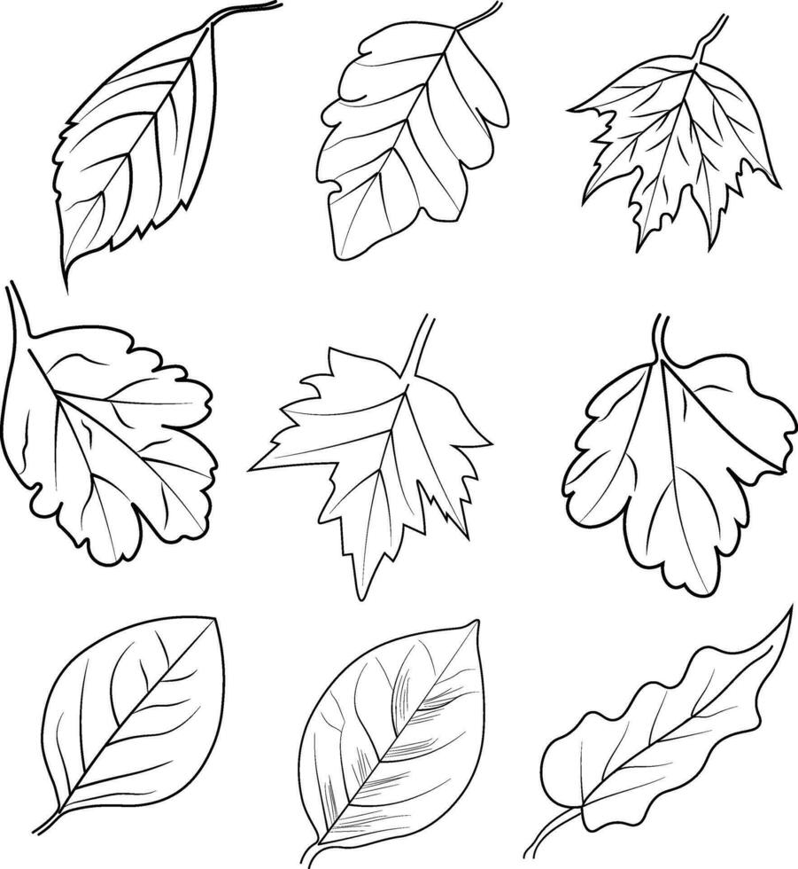 et van herfst valt botanisch blad vector illustratie herfst vallend bladeren schetsen hand- tekening, geïsoleerd beeld kleur bladzijde, en boek, gegraveerde inkt kunst illustraties