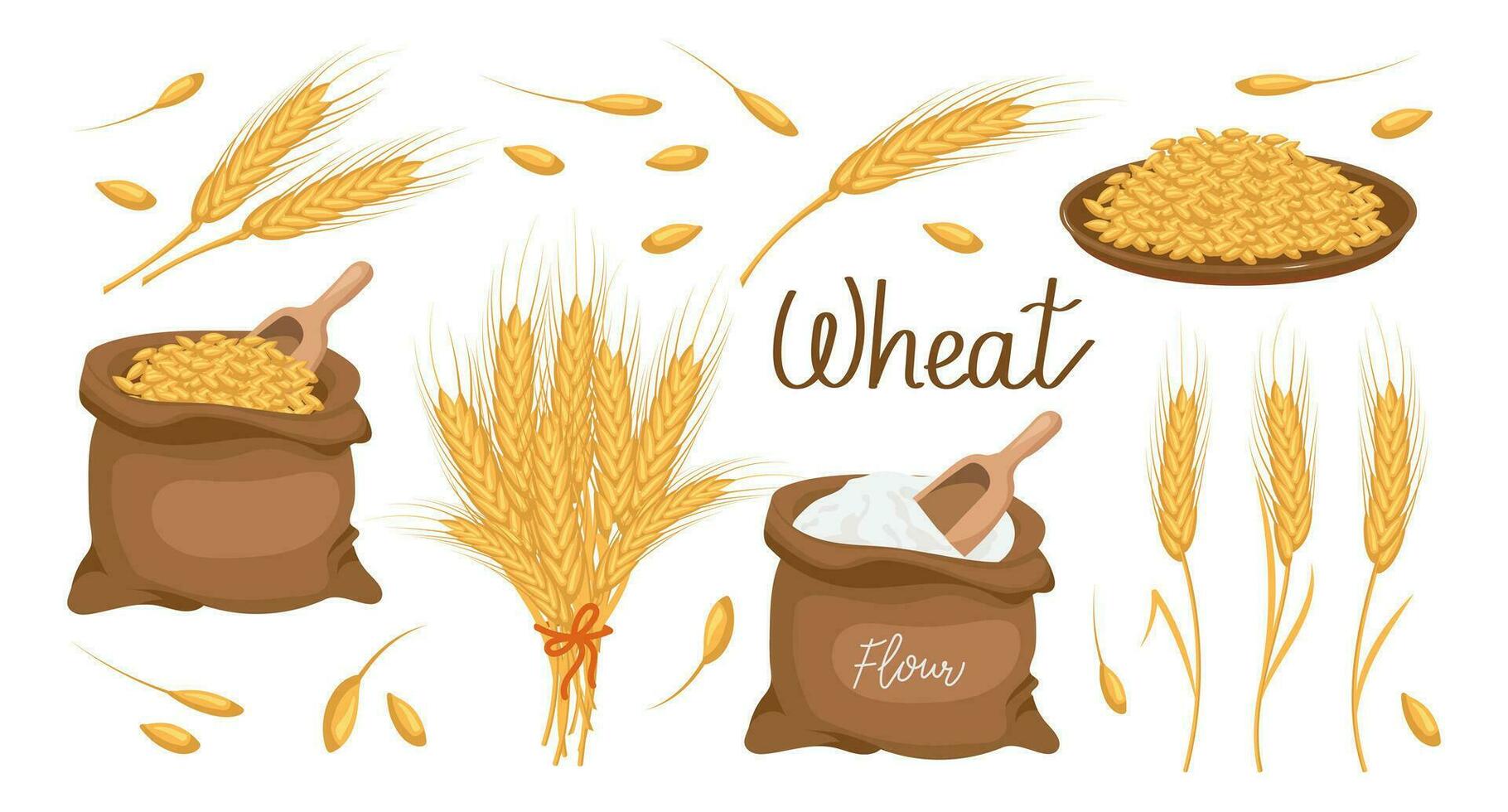een reeks van granen en aartjes van tarwe. tarwe plant, tarwe granen in een bord, en een tas, tarwe meel. landbouw achtergrond, ontwerp elementen, vector