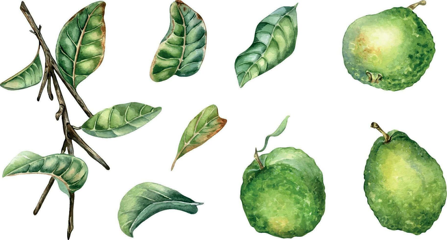 reeks met Afdeling van boom en drie guava fruit waterverf illustratie geïsoleerd Aan wit achtergrond. groen bladeren van tropisch fabriek guajava hand- getrokken. ontwerp voor inpakken, verpakking, label, poster vector