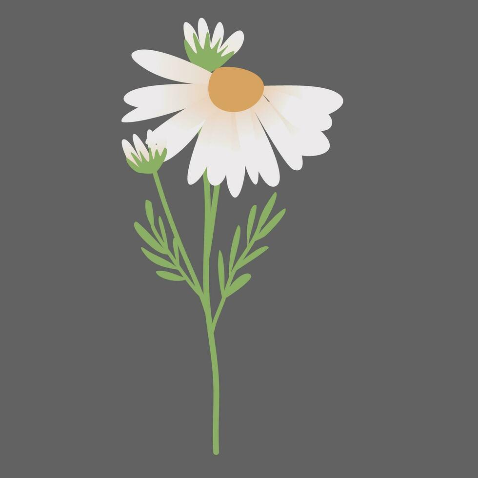 madeliefje bloemen decoratie vector