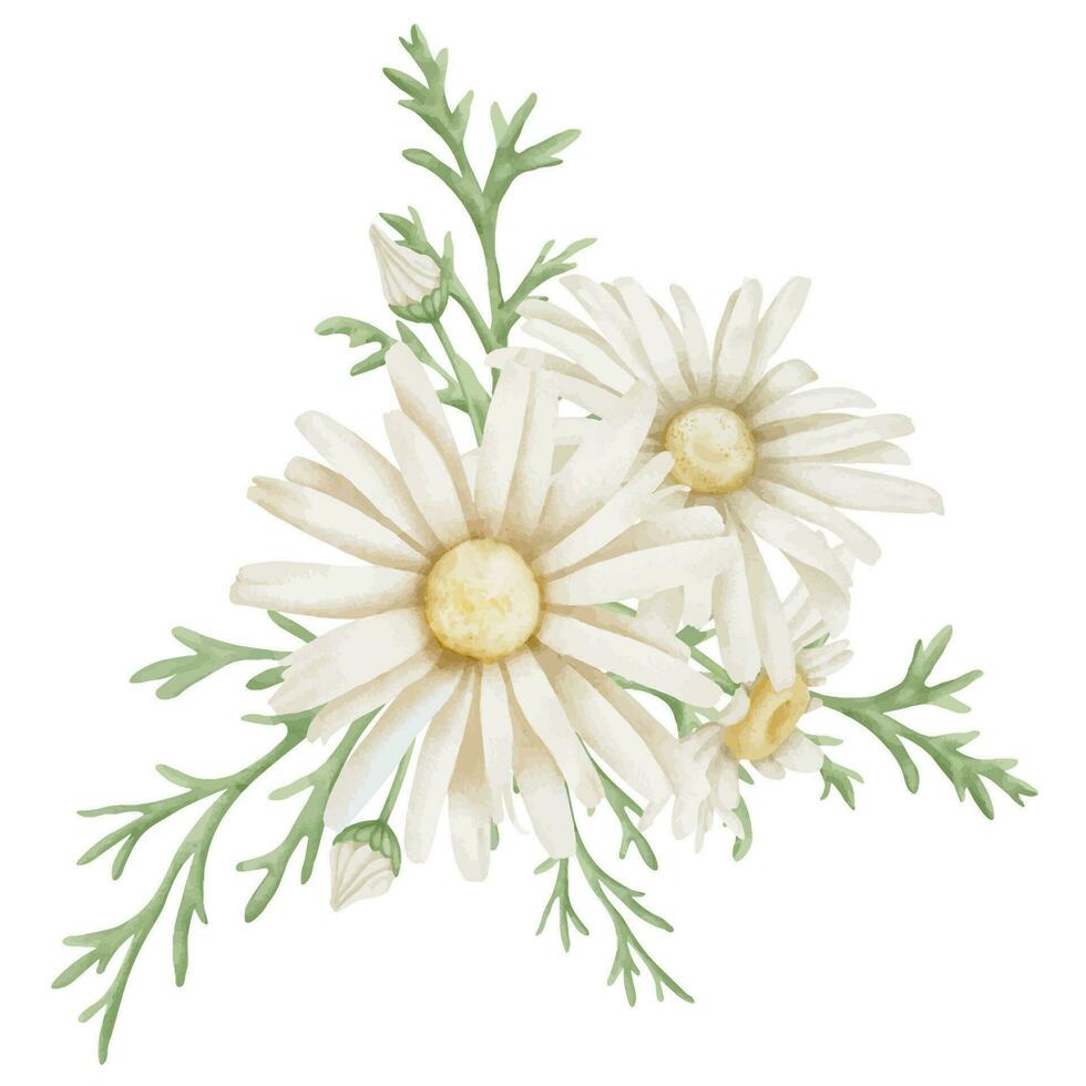 madeliefje bloemen. hand- getrokken bloemen waterverf illustratie van wit kamille Aan geïsoleerd achtergrond. botanisch tekening voor groet kaarten of bruiloft uitnodigingen. artistiek schetsen voor icoon of logo vector