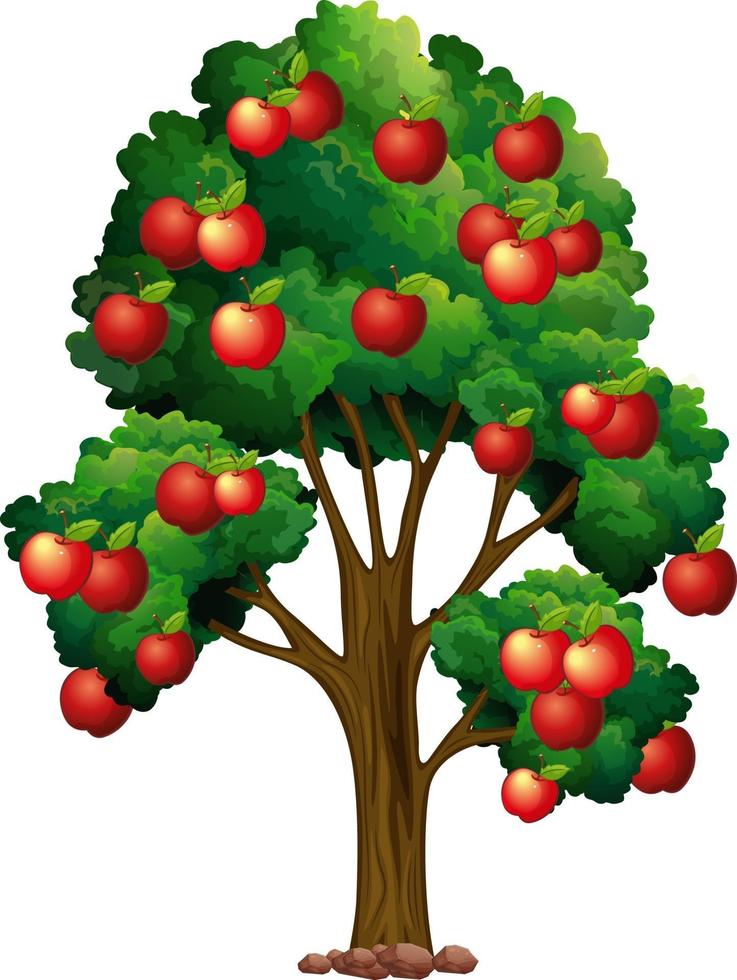 appelboom geïsoleerd op een witte achtergrond vector