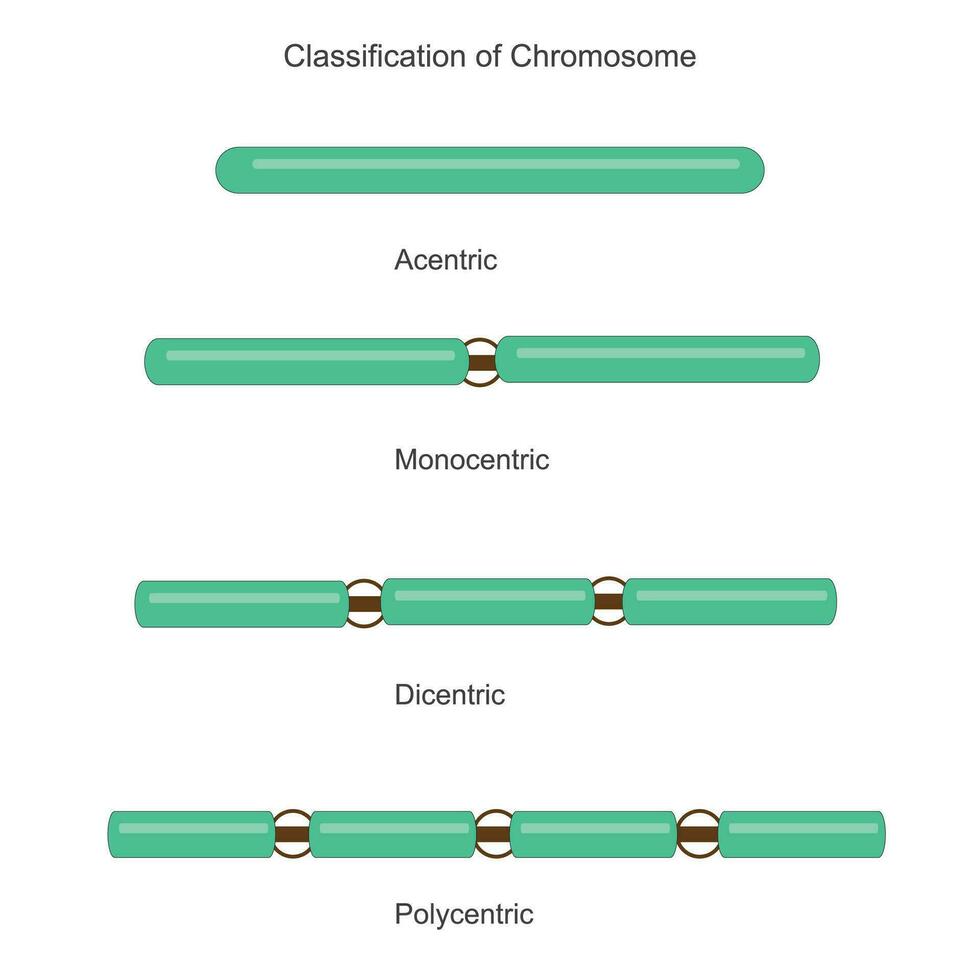 classificatie van chromosomen naar de aantal van centromeer.biologie concept.acentrisch, monocentrisch, dicentrisch en polycentrisch. verschillend chromosoom. vector