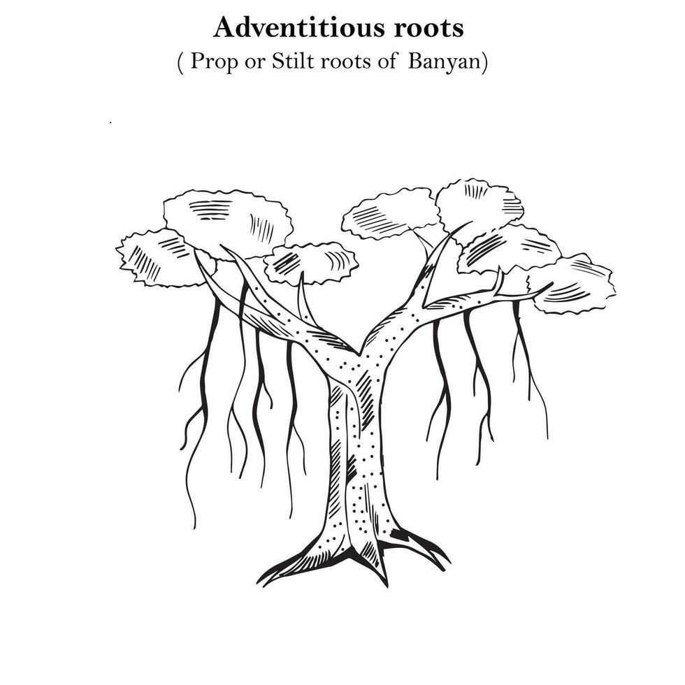 onvoorzien wortels, prop of stelten wortels van banyan, mechanisch steun, pijler wortels, plantkunde concept vector