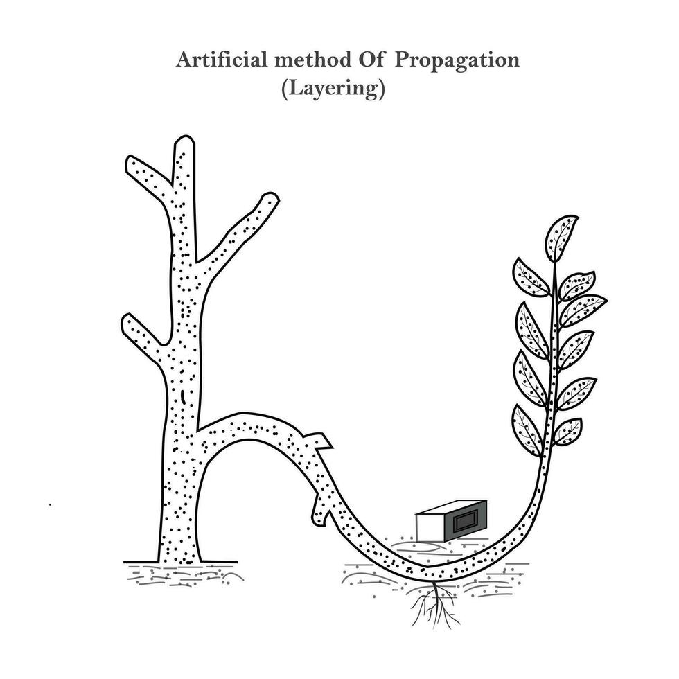 reproductie in planten, kunstmatig methode van voortplanting, gelaagdheid, citroen, ixora, jasmijn, druif Liaan enz reageren deze methode, plantkunde concept, wortels vector