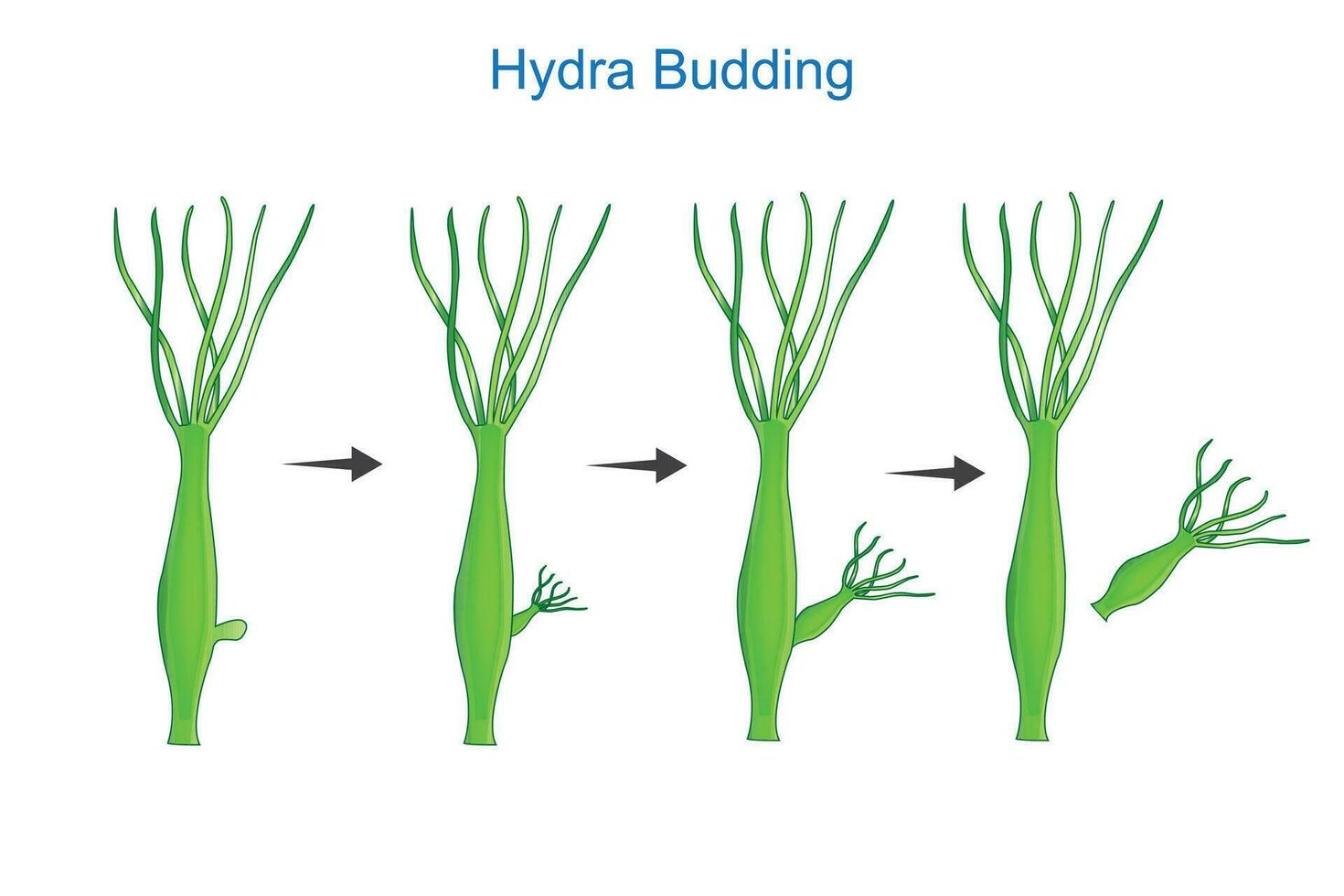 wetenschap van hydra ontluikend.aseksueel reproductie van hydra.educatief materiaal voor les van zoölogie. plantkunde illustratie. vector