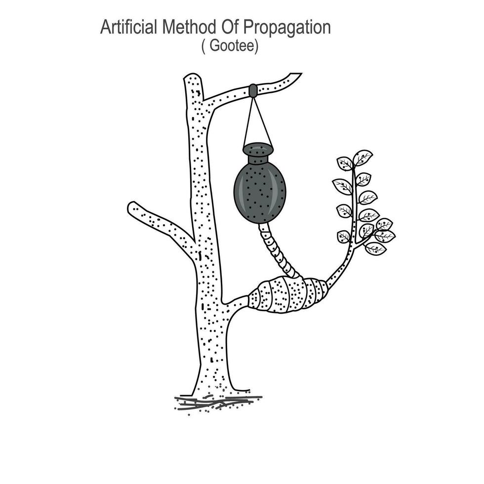 reproductie in planten, kunstmatig methode van voortplanting, leuk, citroen, oranje, pummelo, guave, lychee, mangolia enz reageren naar deze methode, plantkunde concept, wortels vector