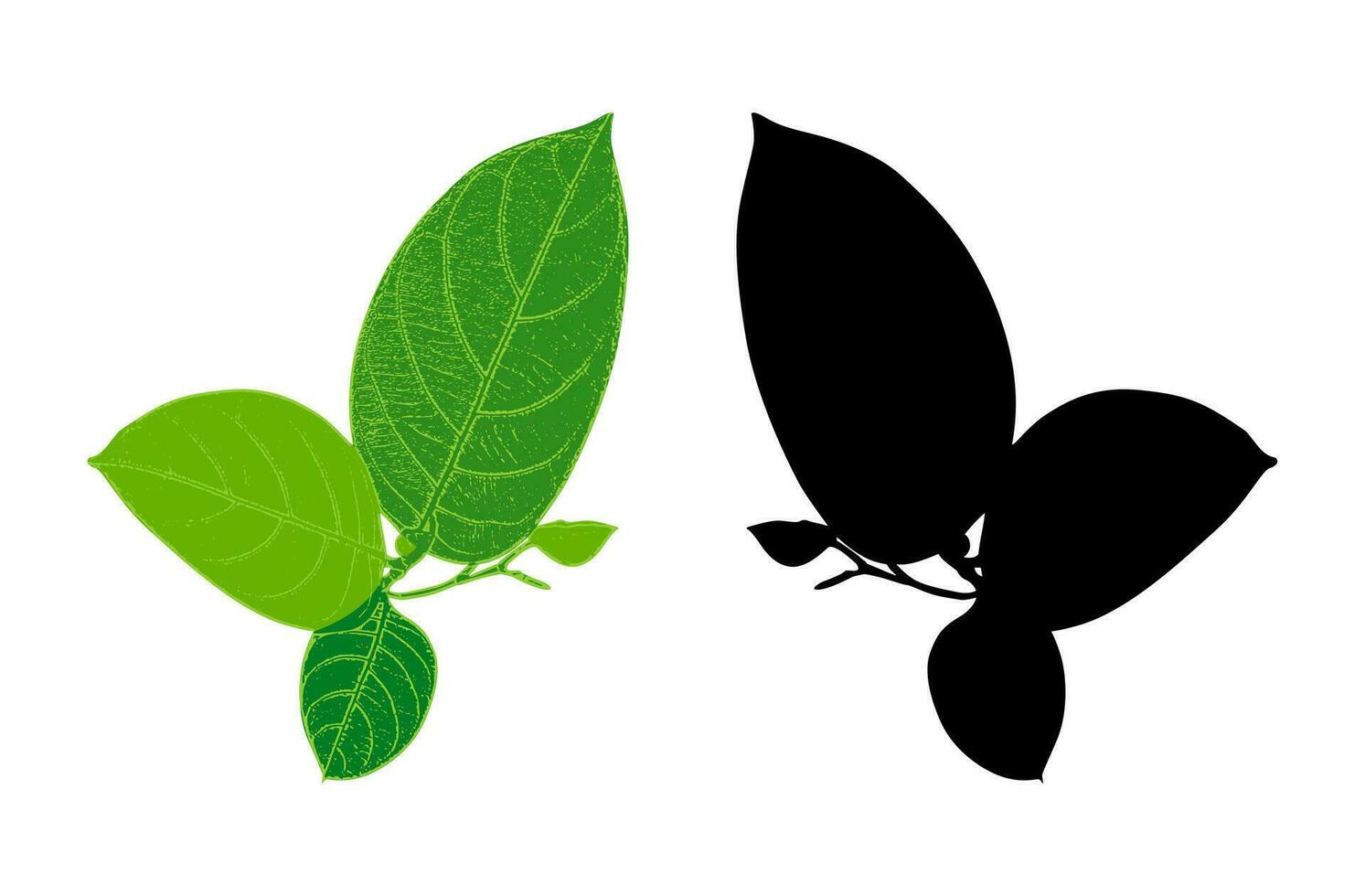 zwart en groen jackfruit blad geïsoleerd Aan wit achtergrond, groen bladeren van tropisch groen blad geïsoleerd Aan wit achtergrond, vector