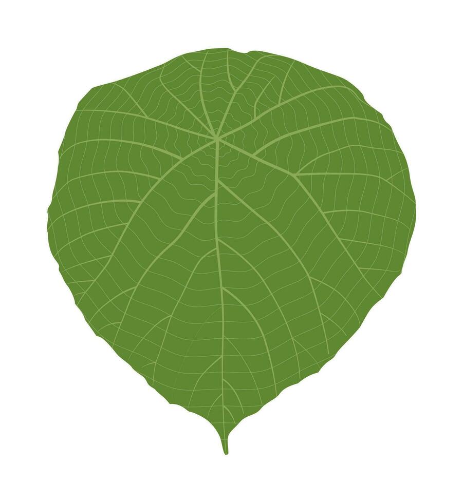 groen blad geïsoleerd Aan wit achtergrond, groen bladeren van tropisch groen monstera blad geïsoleerd Aan wit achtergrond, vector