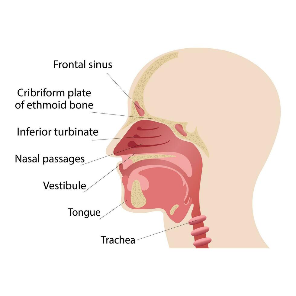 lengte- sectie van de diagram van de anatomie van de menselijk neus- vector