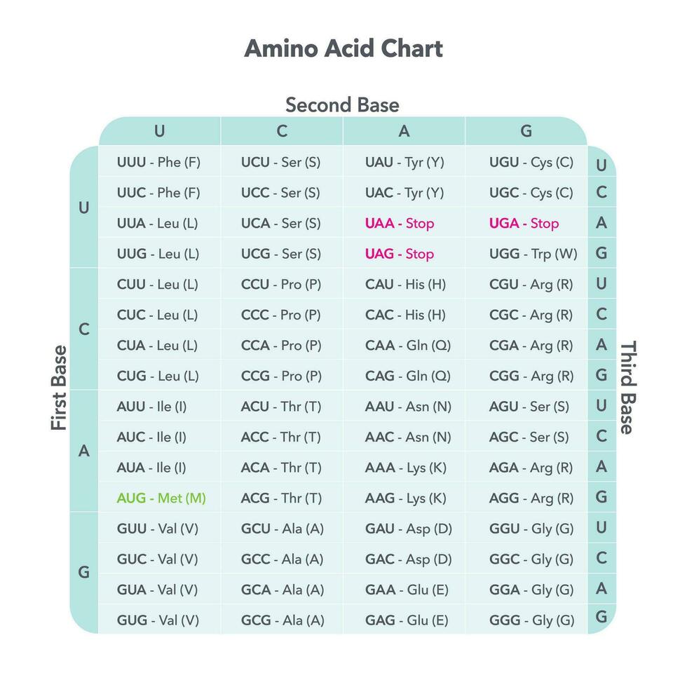 amino zuur codon tafel genoom wetenschappen vector grafisch