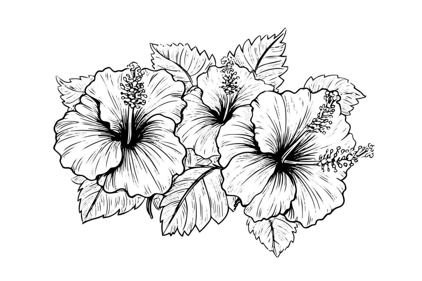 hibiscus bloemen in een wijnoogst houtsnede gegraveerde etsen stijl. vector illustratie.