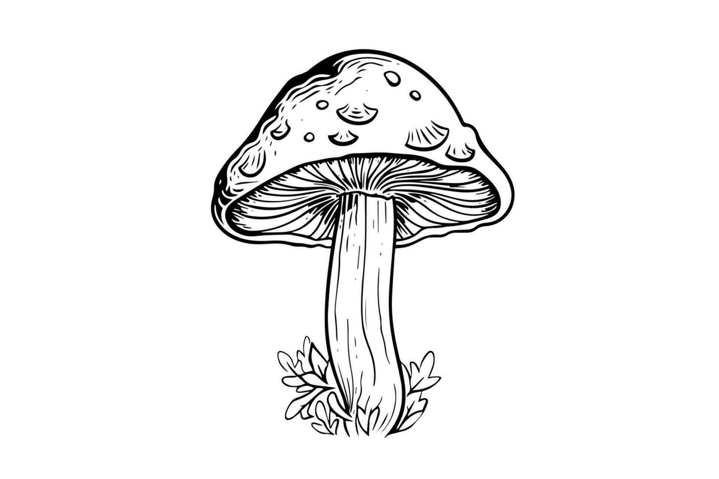 vlieg agaric of amanita champignons groep groeit in gras gravure stijl. vector illustratie.