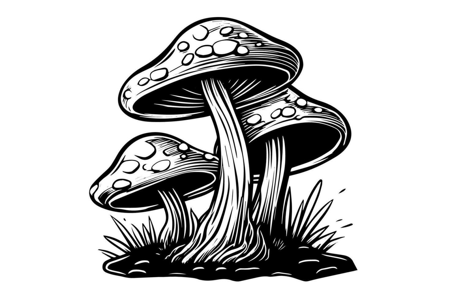 vlieg agaric of amanita champignons groep groeit in gras gravure stijl. vector illustratie.