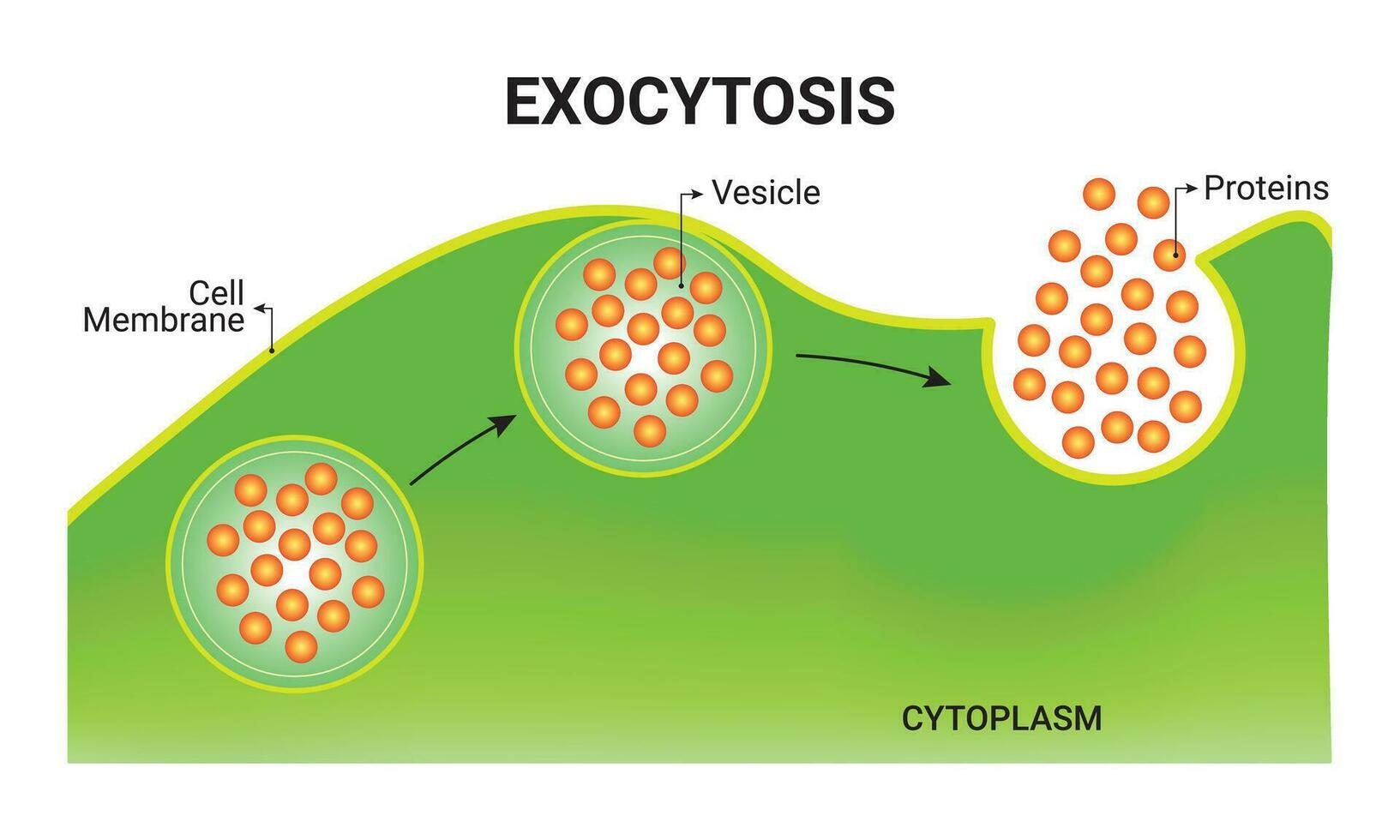 exocytose vector illustratie ontwerp