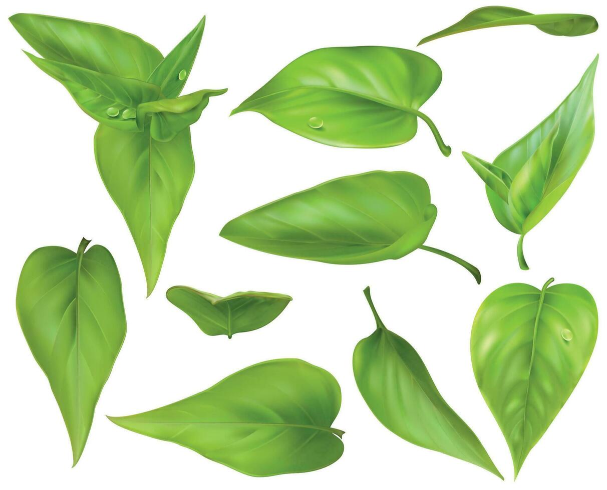 realistisch gedetailleerd 3d verschillend groen bladeren set. vector