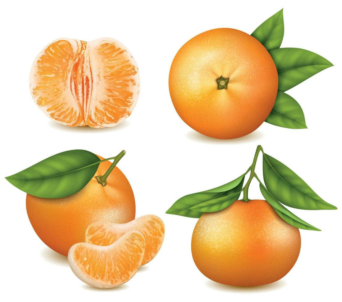 realistisch gedetailleerd 3d vers mandarijnen met groen bladeren set. vector