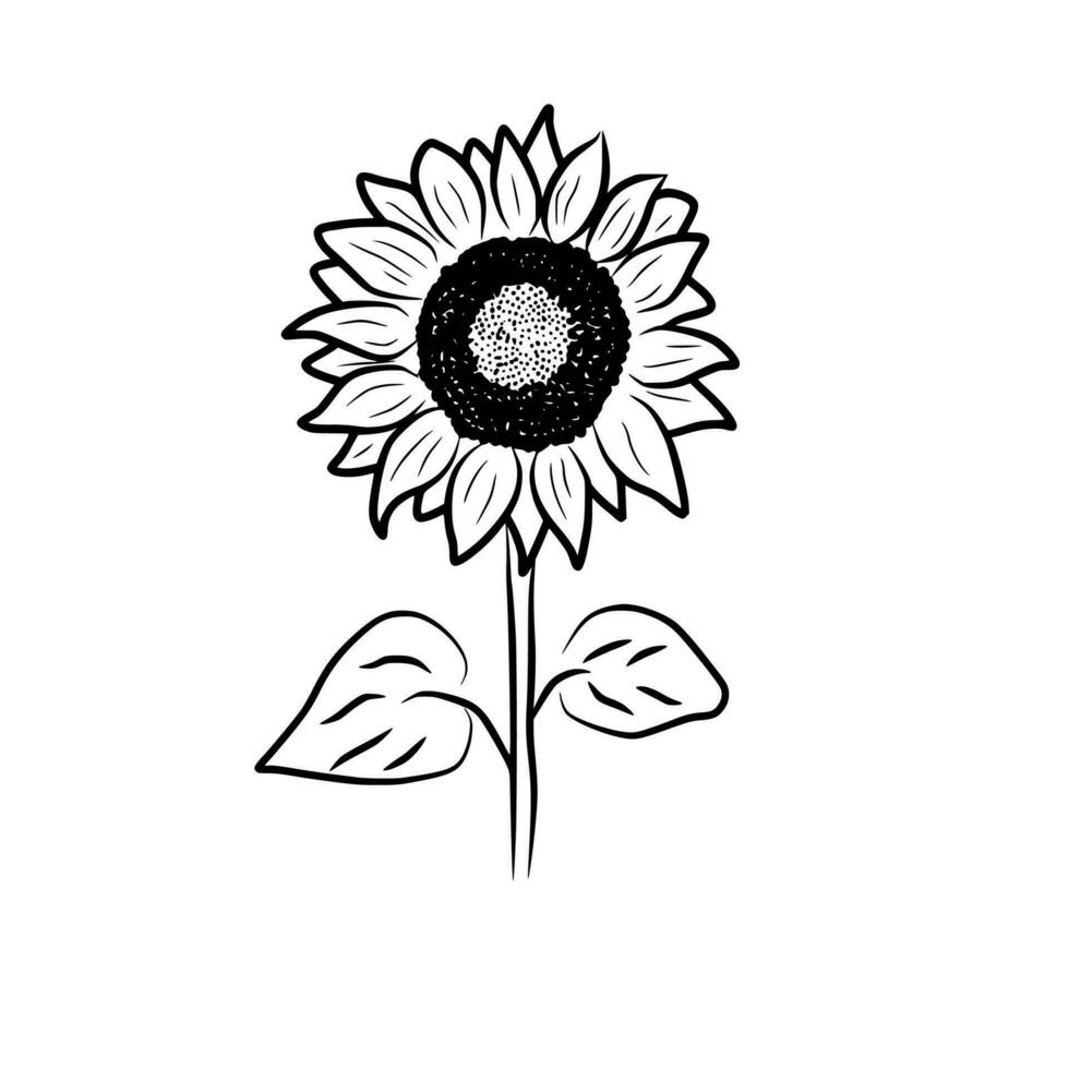 hand- getrokken zonnebloem bloem vector