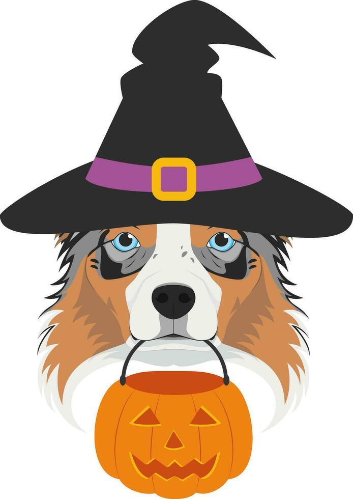 halloween groet kaart. Australisch herder hond gekleed net zo een heks met zwart hoed en een pompoen in de mond vector