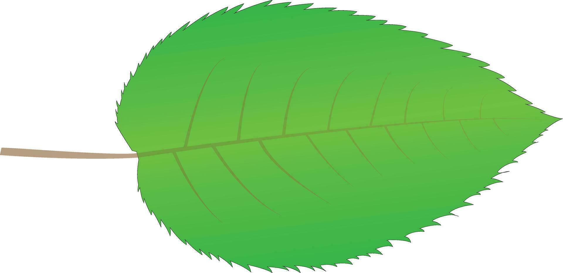 groen kleur realistisch blad . vector