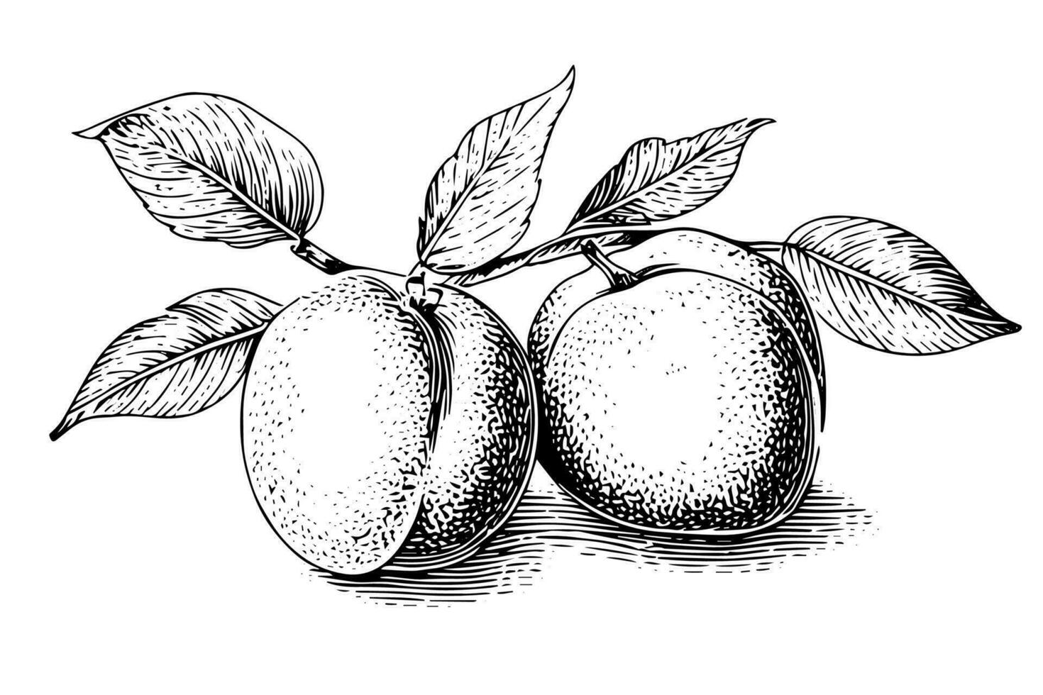 perzik of abrikoos fruit hand- getrokken schetsen in gegraveerde stijl. vector
