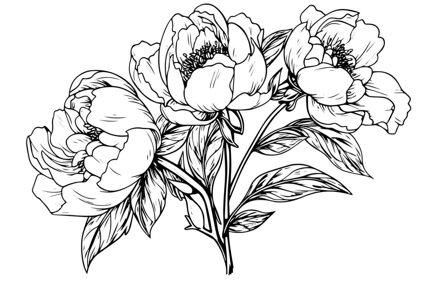 pioen bloem en bladeren tekening. vector hand- getrokken gegraveerde inkt illustratie