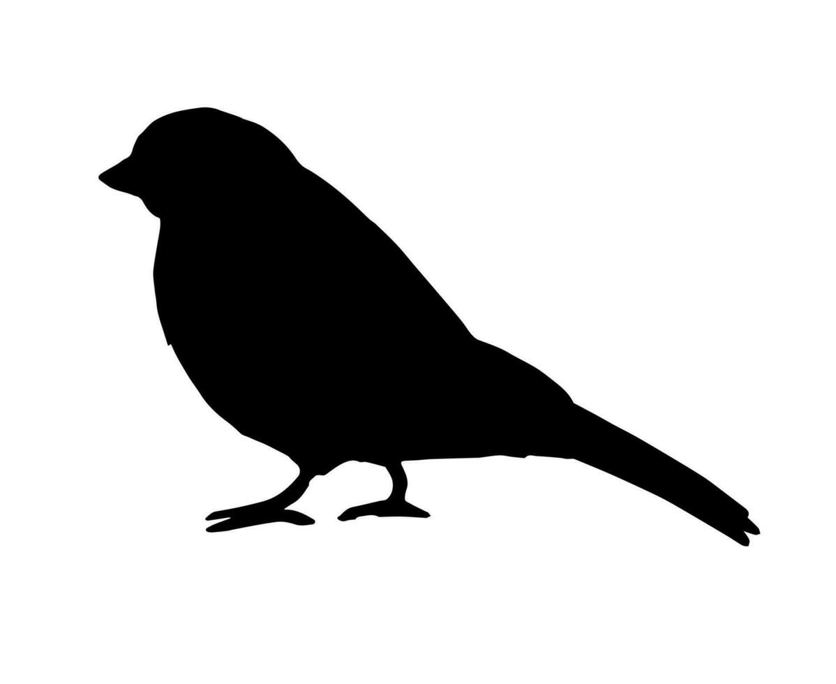 vector zwart goudvink mus vogel silhouet