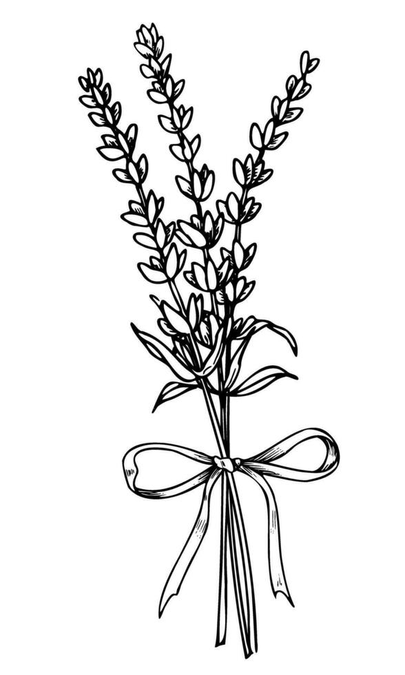 boeket van lavendel bloemen met lintje. hand- getrokken vector illustratie Aan wit geïsoleerd achtergrond in schets stijl voor groet kaarten of bruiloft uitnodigingen. bloemen provincie tekening. zwart lijn kunst