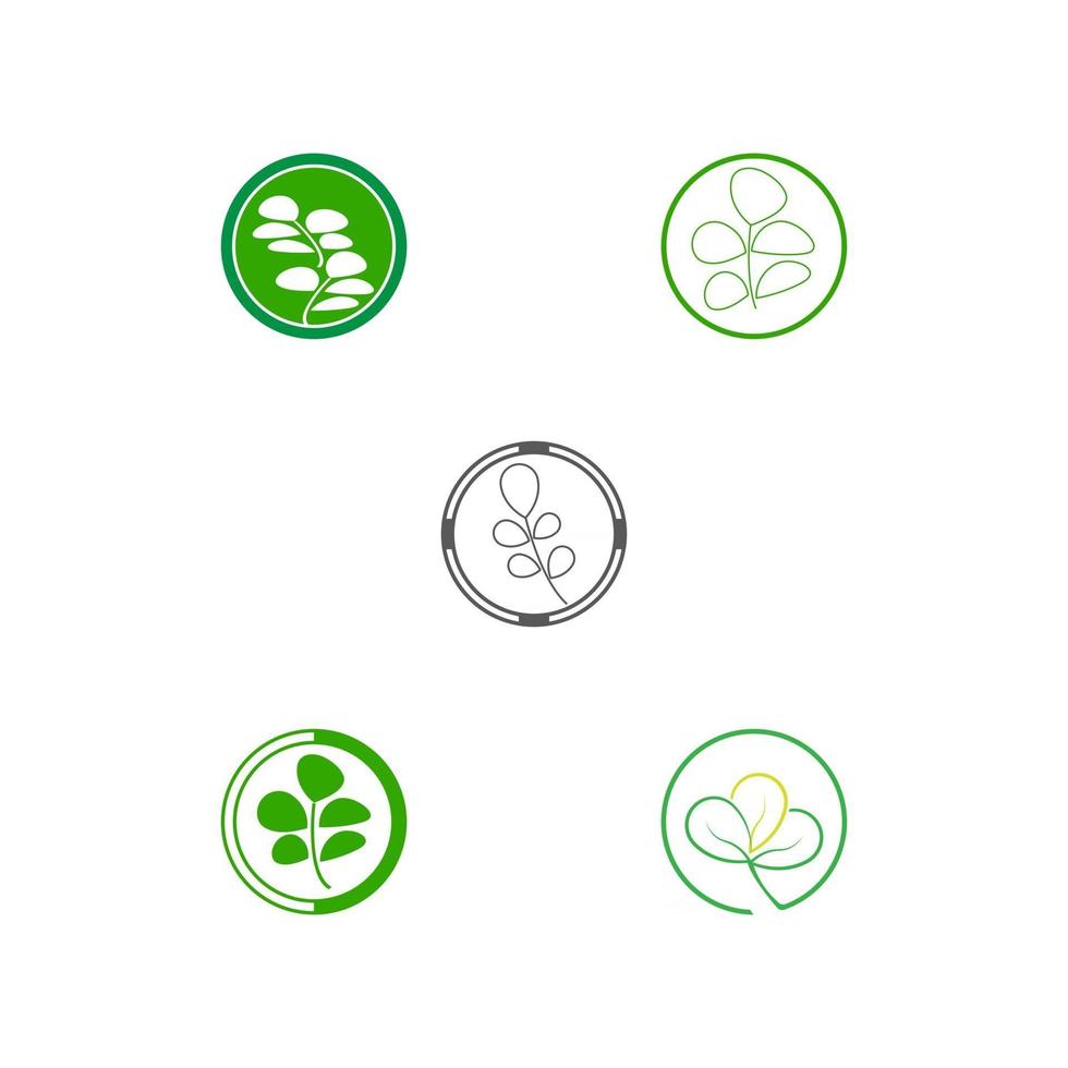 set moringa blad logo sjabloon vector symbool natuur