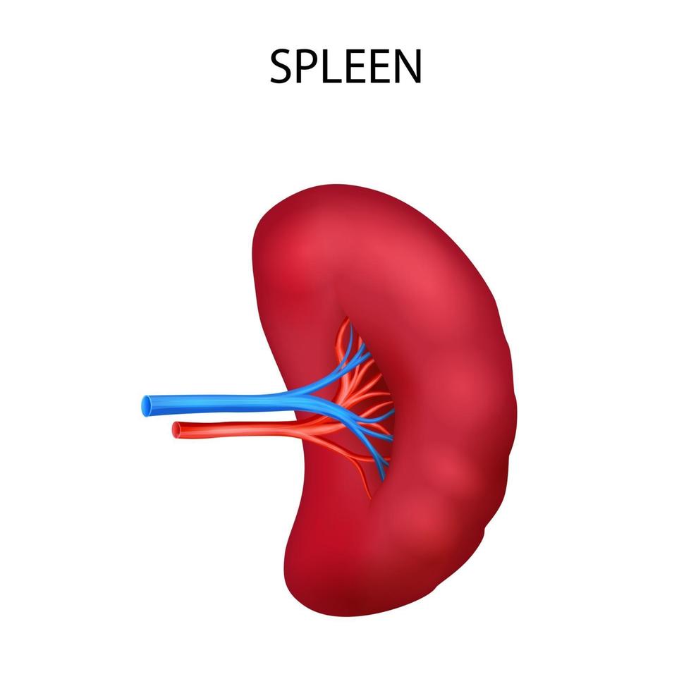 illustratie van gezondheidszorg en medisch onderwijs tekening grafiek van menselijke milt voor wetenschappelijke biologie studie vector