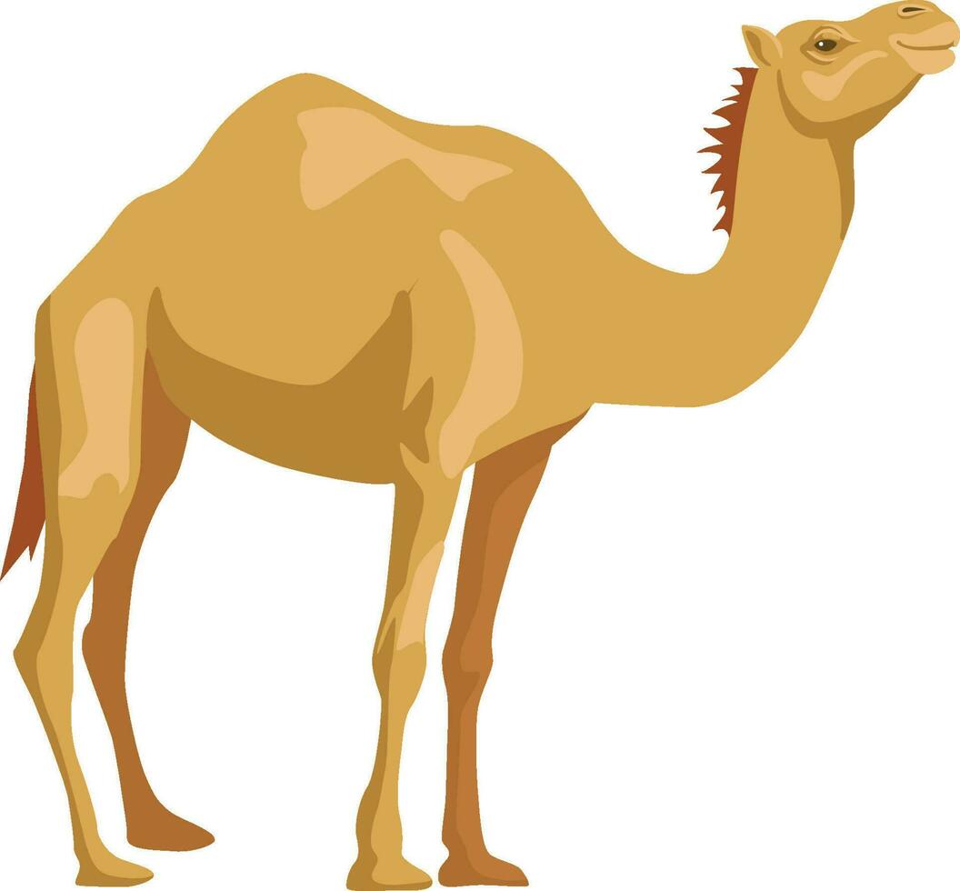 schattig een bult kameel tekenfilm dier ontwerp vlak vector illustratie geïsoleerd Aan wit achtergrond