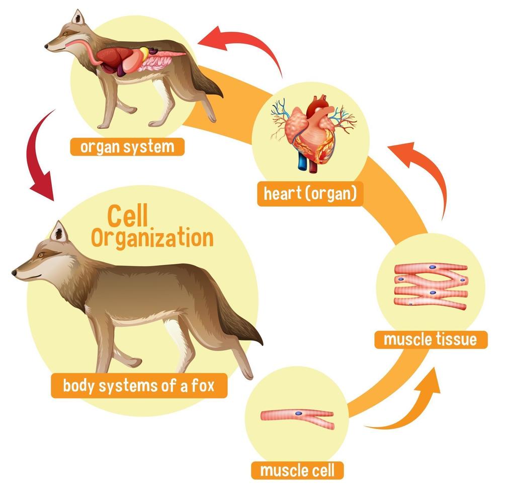 diagram dat de celorganisatie in een wolf toont vector