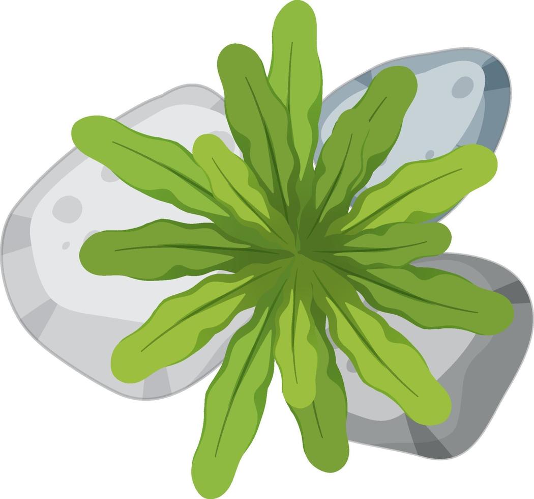 luchtfoto van groene plant geïsoleerd op witte achtergrond vector