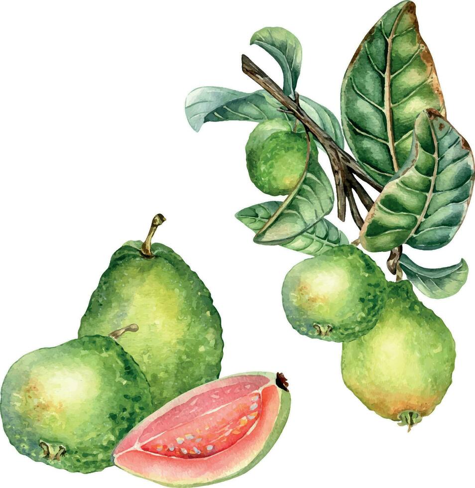 reeks met Afdeling van boom en samenstelling van guava fruit geheel waterverf illustratie geïsoleerd Aan wit. groen bladeren, Guajava, gesneden hand- getrokken. ontwerp voor inpakken, verpakking, label, poster. vector