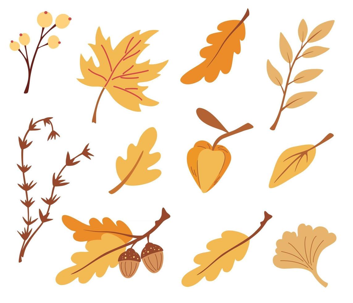 set herfstbladeren takken en bessen. natuur bloemen symbool collectie. eiken, esdoorn, berk, physalis. perfect voor seizoensvakanties, wenskaarten. platte vectorillustratie. vector