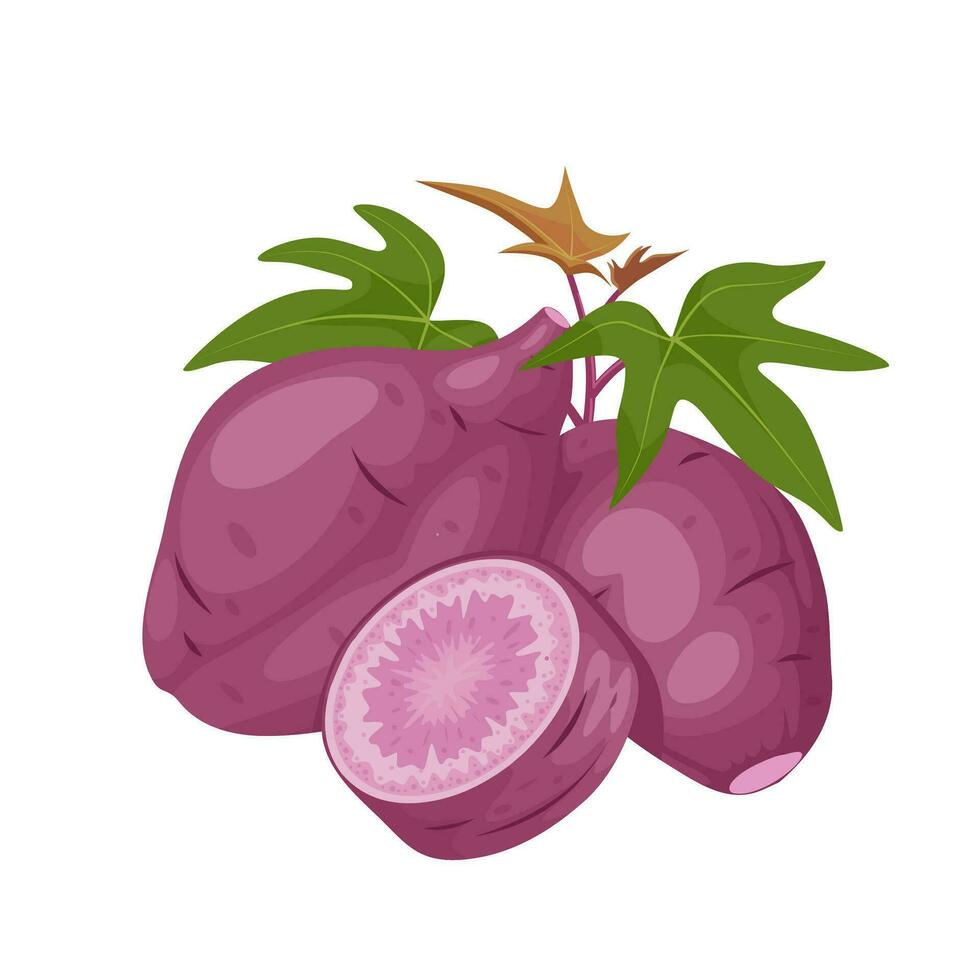 vector illustratie, Purper zoet aardappel met bladeren en plakjes, geïsoleerd Aan wit achtergrond, geschikt voor websites, brochures en agrarisch producten verpakking.