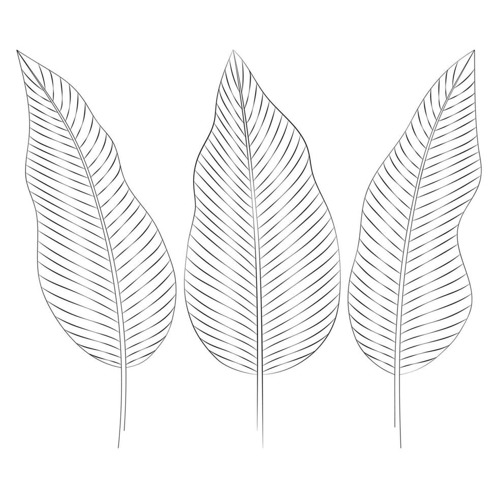 calathea tropisch bladeren set. vector botanisch illustratie, contour grafisch tekening.