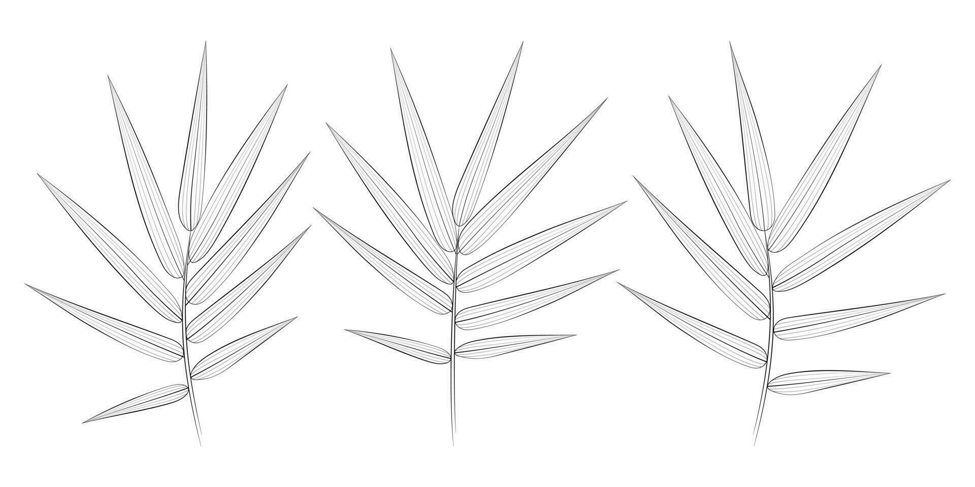 bamboe tropisch bladeren set. vector botanisch illustratie, contour grafisch tekening.